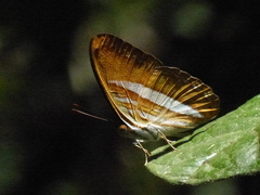 Adelpha cytherea