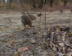 Pternistis bicalcaratus