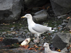 Larus argentatus
