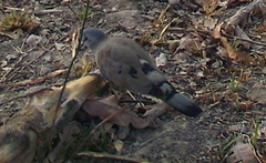 Turtur abyssinicus