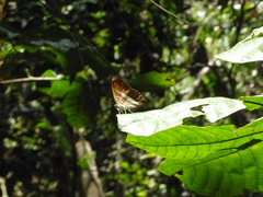 Adelpha cytherea