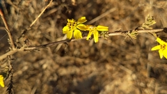 Deinandra increscens