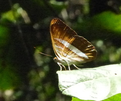 Adelpha cytherea