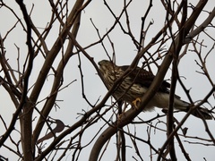 Accipiter cooperii