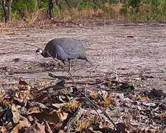 Numida meleagris galeatus