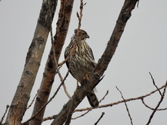 Accipiter cooperii