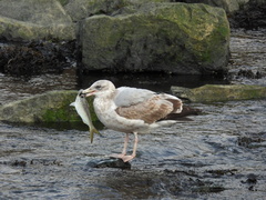 Larus argentatus