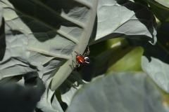 Phiale roburifoliata