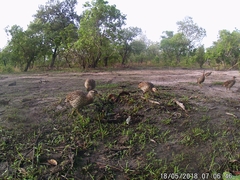 Pternistis bicalcaratus