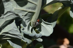 Phiale roburifoliata