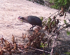 Numida meleagris galeatus