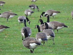 Branta canadensis