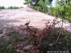 Pternistis bicalcaratus