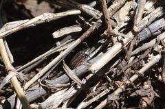 Astylus