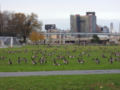 Branta canadensis