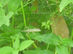 Anolis aeneus