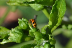 Hippodamia variegata