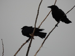 Corvus brachyrhynchos