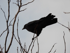 Corvus brachyrhynchos