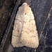 Civil Rustic Moth - Photo (c) Joshua Smith, some rights reserved (CC BY-NC), uploaded by Joshua Smith