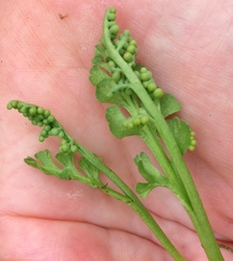 Botrychium ascendens