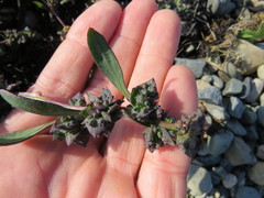 Atriplex glabriuscula