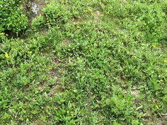 Botrychium ascendens