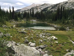 Botrychium ascendens