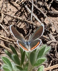 Icaricia lupini texanus