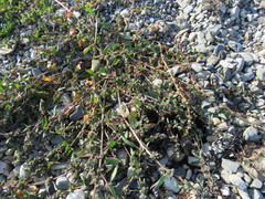 Atriplex glabriuscula