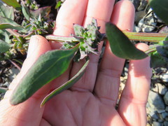 Atriplex glabriuscula