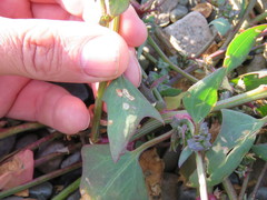 Atriplex glabriuscula