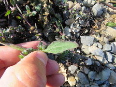 Atriplex glabriuscula