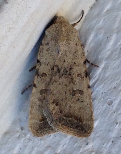 Sand Quaker photo 2