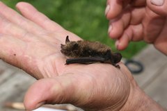 Myotis sibiricus