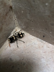 Hoplomutilla insignis