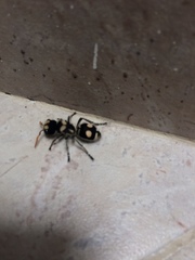 Hoplomutilla insignis