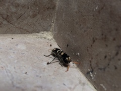 Hoplomutilla insignis