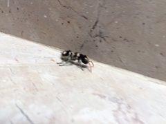 Hoplomutilla insignis