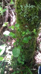 Coprosma areolata