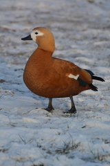 Tadorna ferruginea