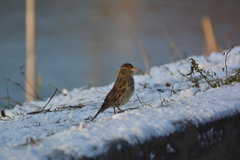 Passer domesticus