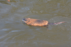 Ondatra zibethicus