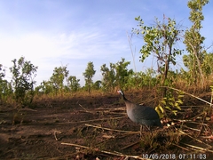 Numida meleagris galeatus