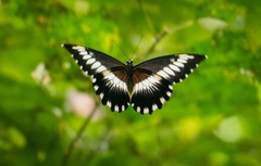 Papilio cyproeofila