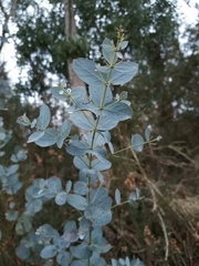 Eucalyptus gunnii