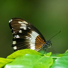 Papilio cyproeofila