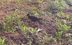 Ptilopachus petrosus