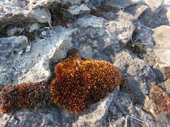 Imbribryum alpinum