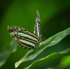 Pseudoneptis bugandensis